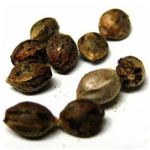 Семена марихуаны АК-47 (Seeds AK-47) в Брянске Семена марихуаны АК-47 (Seeds AK-47) в Брянске